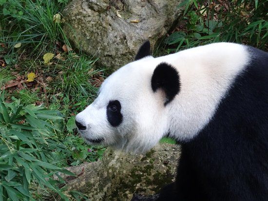 Ouwehands Dierenpark